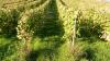 20 Heilbronn Weinsberg Weinberge 040.JPG 680 20 Heilbronn Weinsberg Weinberge 040.JPG 680