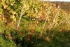 21 Heilbronn Weinsberg Weinberge 078.JPG 680 21 Heilbronn Weinsberg Weinberge 078.JPG 680