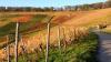22 Heilbronn Weinsberg Weinberge 057.JPG 680 22 Heilbronn Weinsberg Weinberge 057.JPG 680