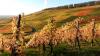 23 Heilbronn Weinsberg Weinberge 065.JPG 680 23 Heilbronn Weinsberg Weinberge 065.JPG 680