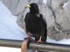 25 800 Wendelstein 19 Feb15 073 25 800 Wendelstein 19 Feb15 073