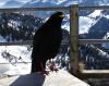 26 800 Wendelstein 19 Feb15 079 26 800 Wendelstein 19 Feb15 079
