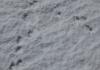 27 800 Wendelstein 19 Feb15 119 27 800 Wendelstein 19 Feb15 119