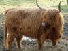 Radlausflug zum Graf Aygo Pass 5 Radlausflug zum Graf Aygo Pass 5