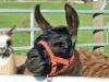 Nicht geplanter Besuch eines Ostermarkts Nicht geplanter Besuch eines Ostermarkts