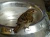 Wilparting>Spatz2 Wilparting>Spatz2
