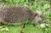 Igel