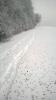 Am Waldrand Schneeschuhspuren Am Waldrand Schneeschuhspuren