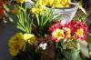 Frühling Frühling