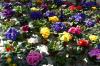 Frühling Frühling