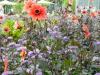 ROSENHEIM>Landesgartenschau ROSENHEIM>Landesgartenschau