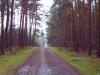 DÜBENER HEIDE, Kögelwanderweg