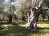 Ulcinj > alte Olivenbäume