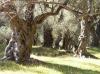 ULCINJ > alte Olivenbäume