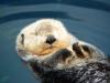 Seeotter Seeotter