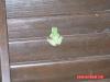Ada - Frosch am Fensterladen Ada - Frosch am Fensterladen