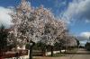 Frühling  bei Sibenik 2