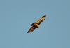 Bussard DSC_6693 Bussard DSC_6693