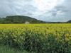 im Rapsfeld im Rapsfeld