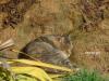 Katze-2 Katze-2