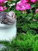 Katze-rechts Katze-rechts