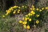 Sternbergia lutea > Herbstgoldbecher