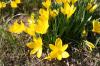 Sternbergia lutea > Herbstgoldbecher