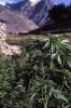 NORDPAKISTAN > Nagartal > Cannabis NORDPAKISTAN > Nagartal > Cannabis