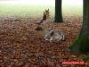 Herbst im Paleispark Apeldoorn Herbst im Paleispark Apeldoorn