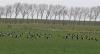 FRIESLAND > Weideland > Brandgänse FRIESLAND > Weideland > Brandgänse