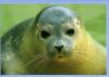 PIETERBUREN > Nordwestfriesland > Seehundstation < Seehund PIETERBUREN > Nordwestfriesland > Seehundstation < Seehund