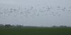 FRIESLAND > Weideland > Gänse