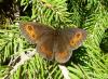 Karersee>Elisabeth-Promenade>Schmetterling7