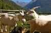 REIN in Taufers REIN in Taufers
