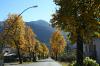 PALUZZA > Baumallee im Herbst PALUZZA > Baumallee im Herbst