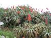 Teneriffa Wanderung Taborno 4 Teneriffa Wanderung Taborno 4