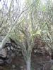 Teneriffa Teno Gebirge 2 Teneriffa Teno Gebirge 2