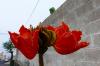 Blumenwelt