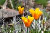 Blumenwelt Blumenwelt