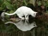 FAUNA: Benny - mein großer Kater FAUNA: Benny - mein großer Kater