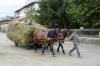 MARAMURES > Heuernte