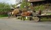 MARAMURES > dichter Fuhrverkehr 2 MARAMURES > dichter Fuhrverkehr 2