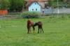 Stejarisu (dt. Probstdorf) > Kirchenburg