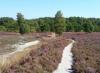 008 Fischbeker Heide 008 Fischbeker Heide