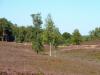 022 Fischbeker Heide 022 Fischbeker Heide