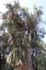 Eukalyptus 400 004 Eukalyptus 400 004