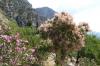 Delphi 800 054 - Kopie Delphi 800 054 - Kopie