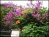 Blumenpracht in Orebic Blumenpracht in Orebic
