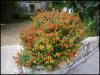 Blumenpracht in Orebic Blumenpracht in Orebic