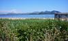 Das Delta der Neretva 6 Das Delta der Neretva 6